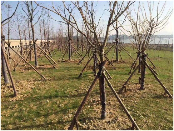 1543647550726763.jpg 33.jpg